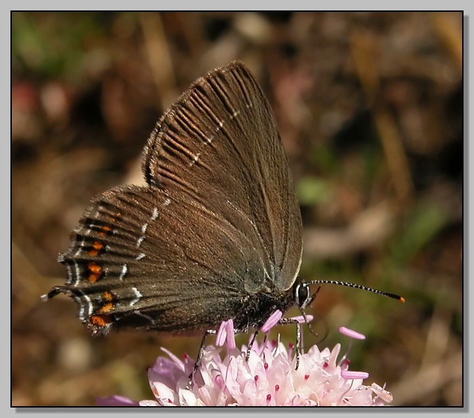 Farfalla day 2: Gonepteryx cleopatra  e Satyrium ilicis